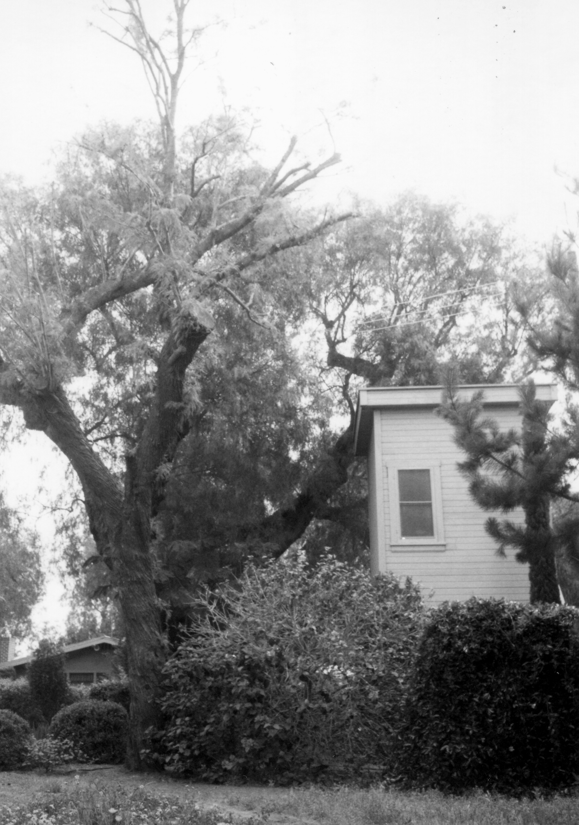 A black and white photograph of the original pepper tree by the Otto Des Granges House in 1967.