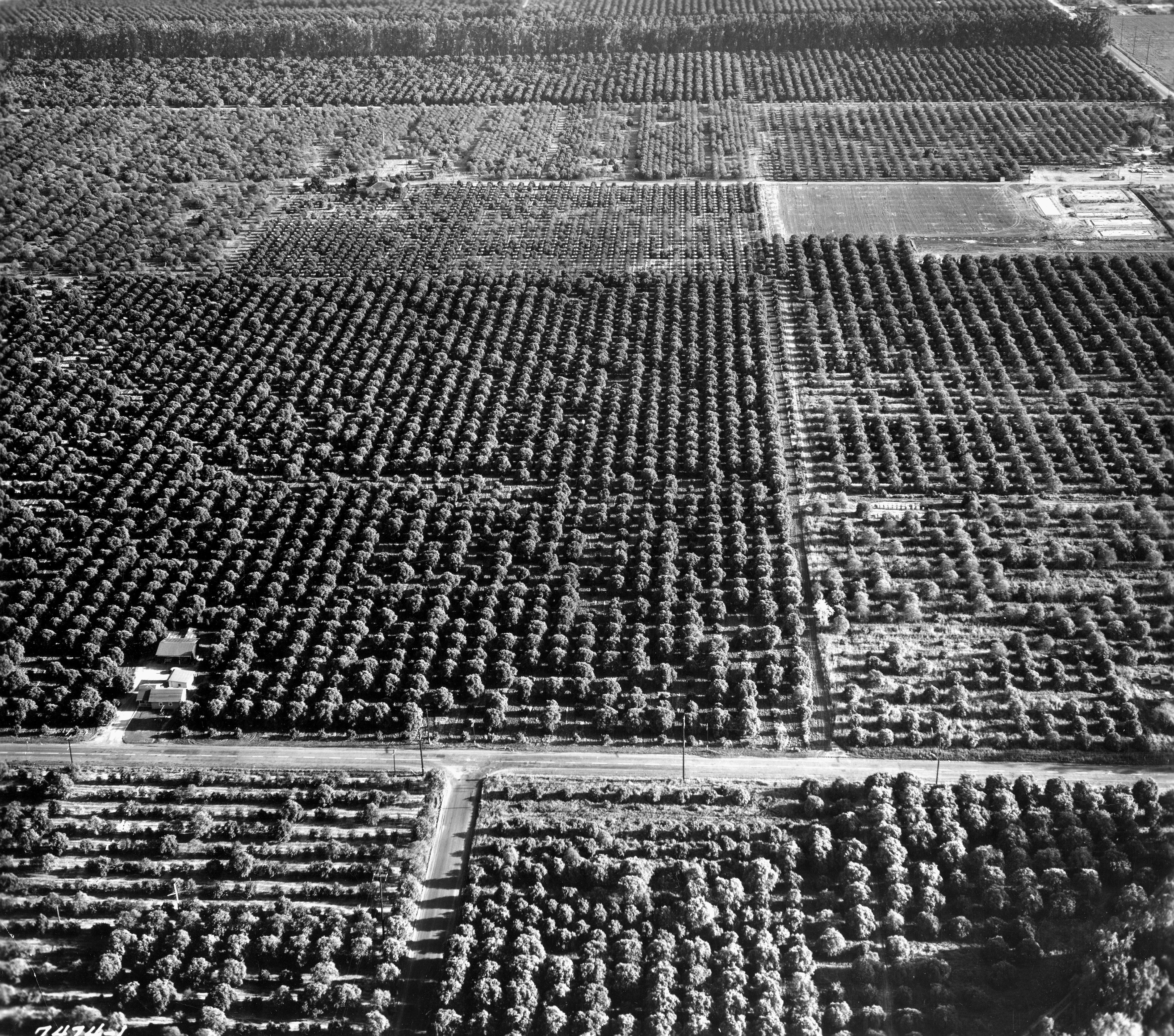A digital scan of an aerial view of California State University-Fullerton (CSUF) in 1960.