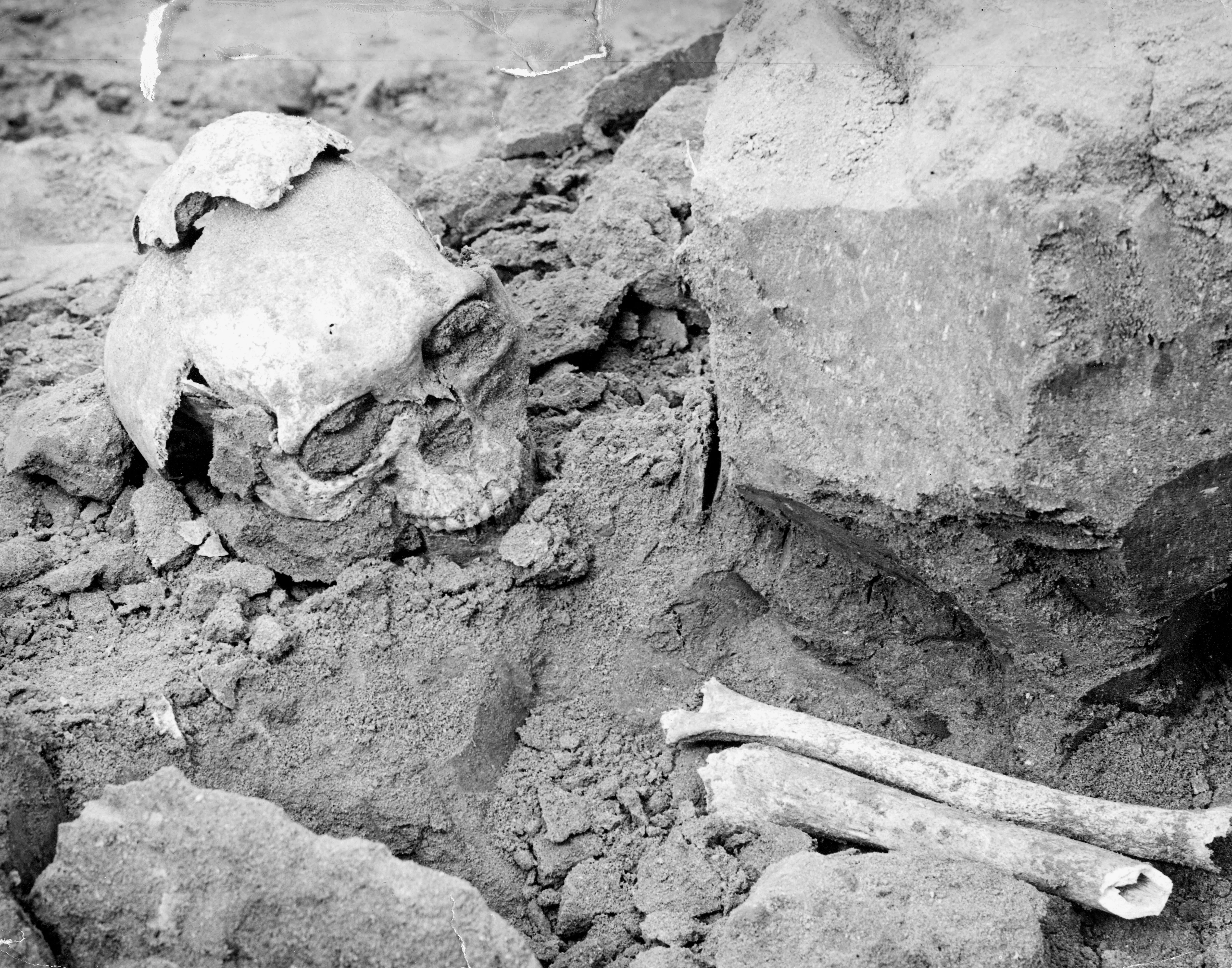 A black and white photograph of bones found during excavation in 1939.
