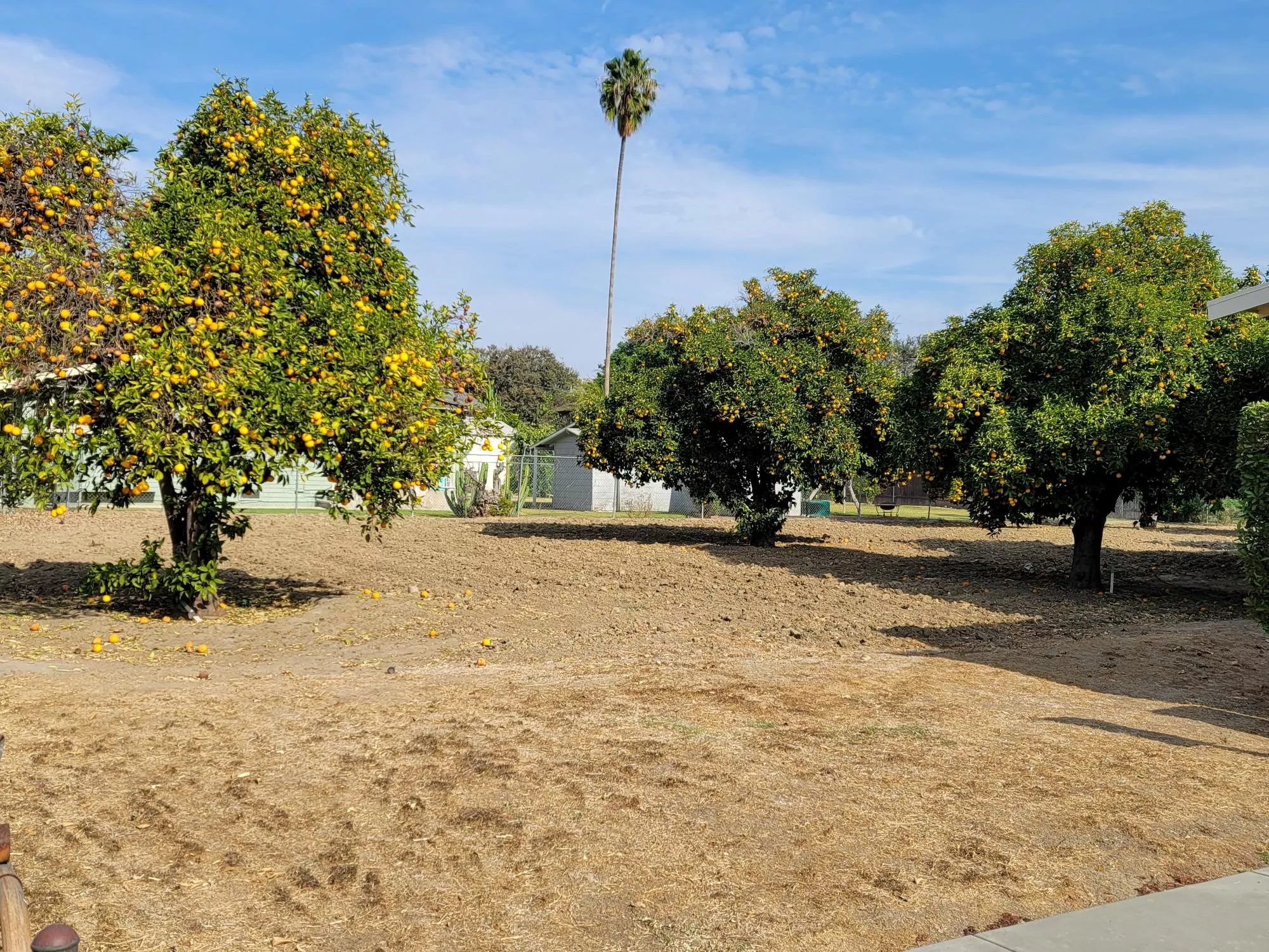 A colored photo of the citrus trees north of the Herman Otto House in 2024.
