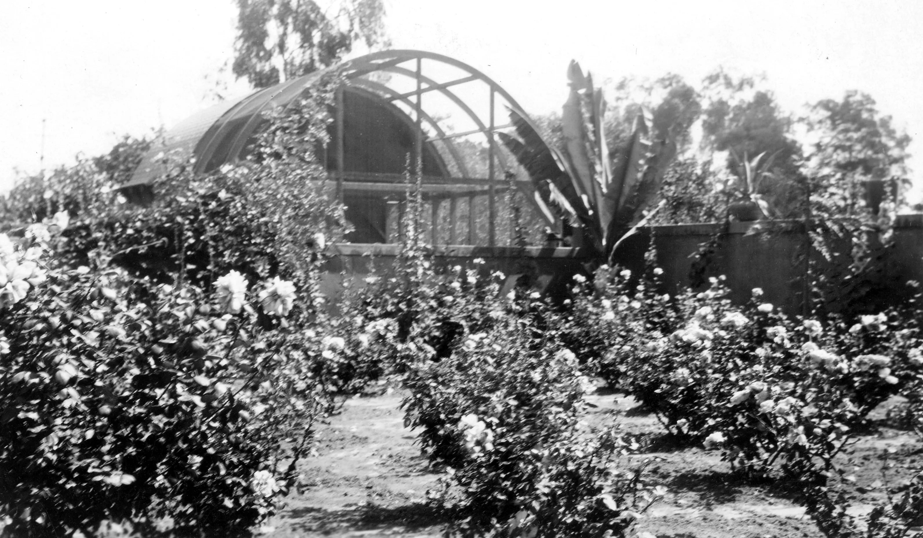 A black and white photo of Walter Muckenthaler&#039;s aviary and rose garden.