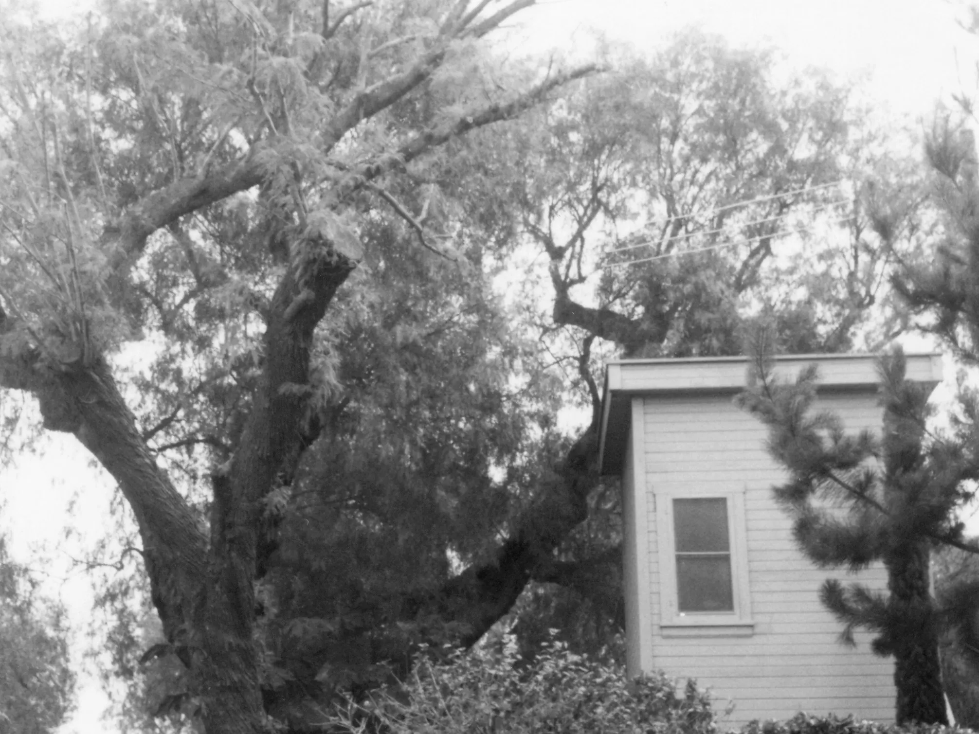 A black and white photograph of the original pepper tree by the Otto Des Granges House in 1967.